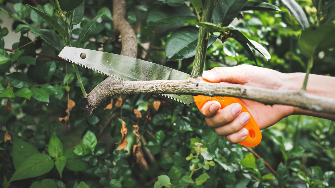 สิ่งที่คุณควรรู้ก่อน ซื้อ เลื่อยตัดกิ่งไม้