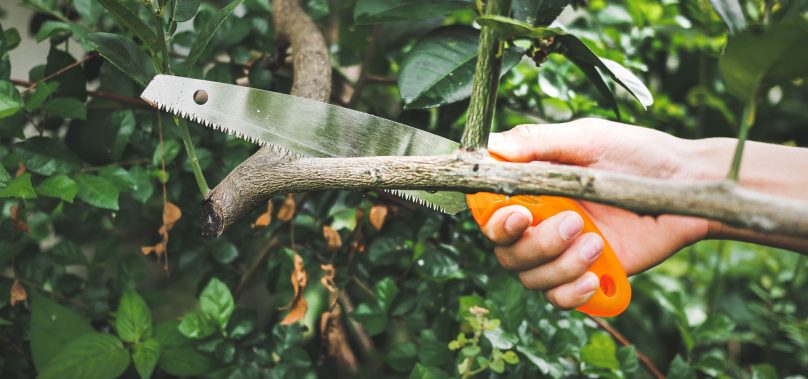 สิ่งที่คุณควรรู้ก่อน ซื้อ เลื่อยตัดกิ่งไม้