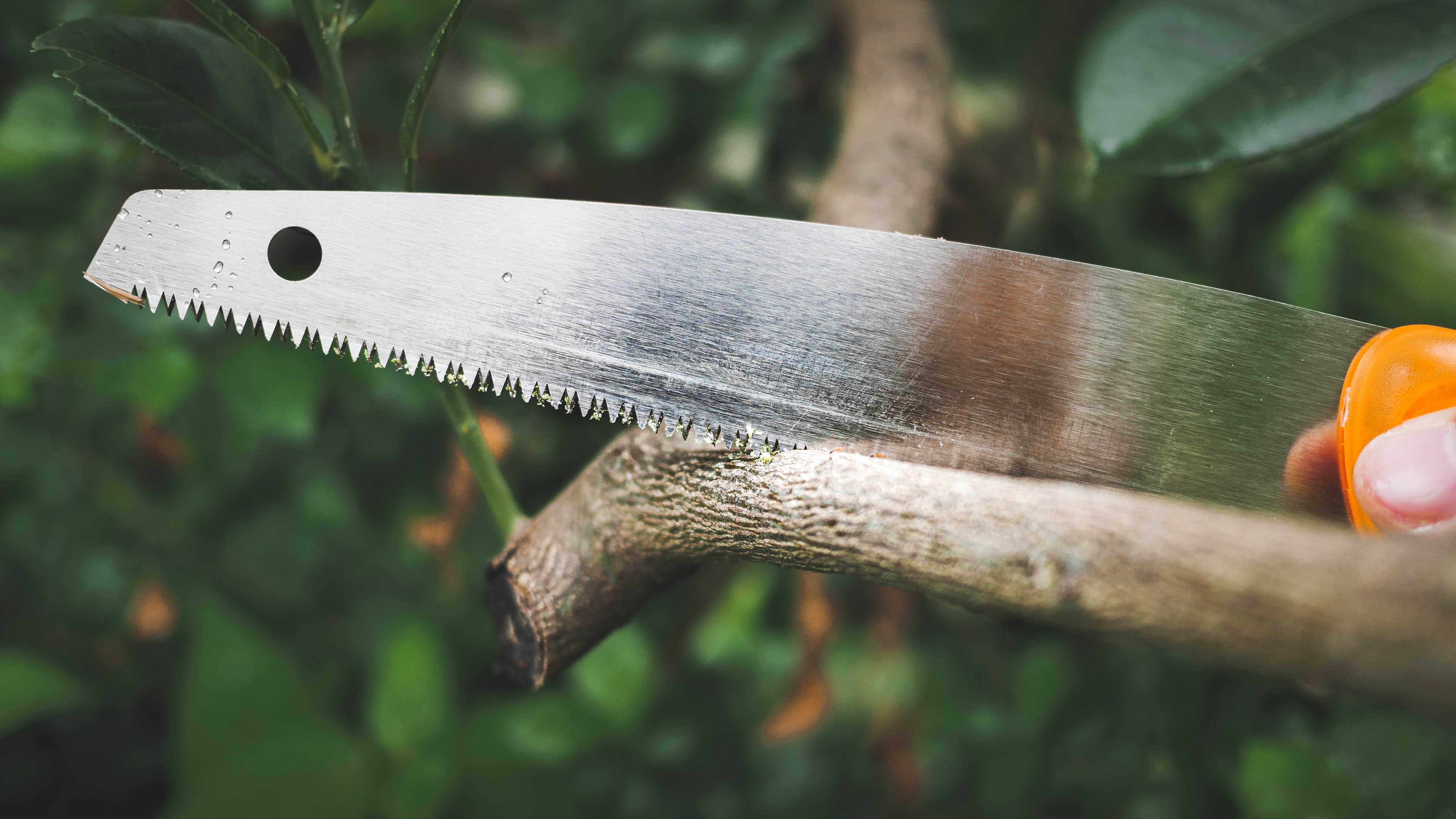 เลื่อยตัดกิ่งไม้