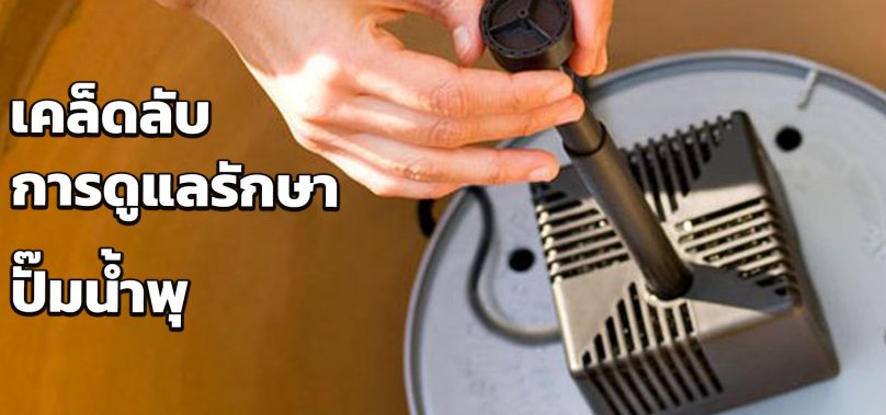 เคล็ดลับในการดูแลรักษา ปั๊มน้ำพุ