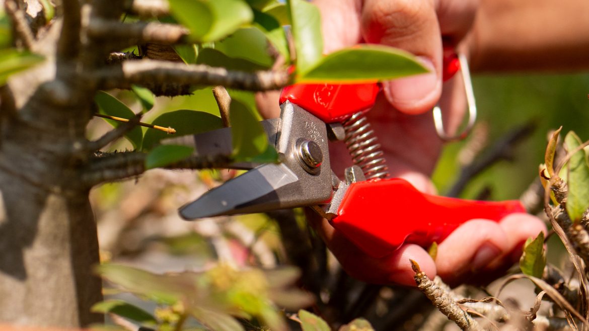 10 เหตุผลที่คุณควรลงทุนใน กรรไกรตัดกิ่ง คุณภาพสูง