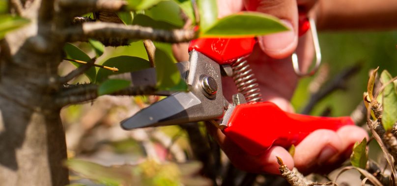 10 เหตุผลที่คุณควรลงทุนใน กรรไกรตัดกิ่ง คุณภาพสูง