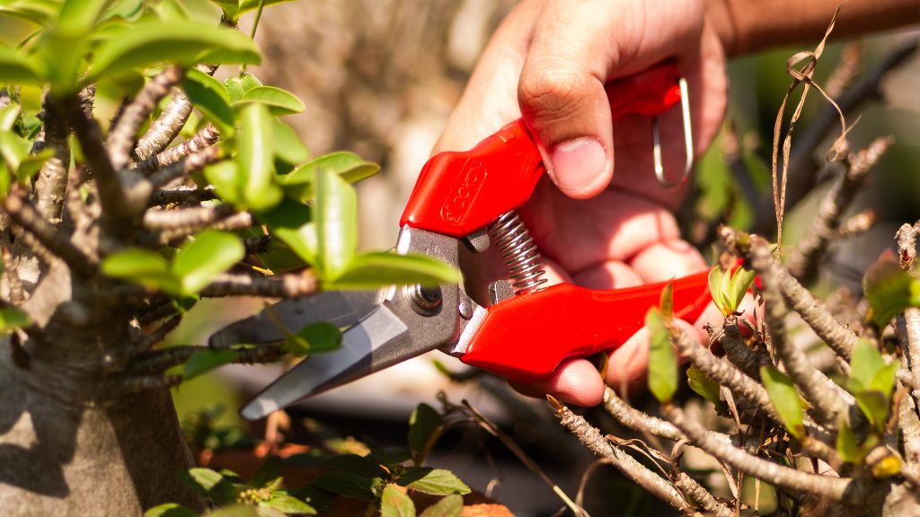 กรรไกรตัดกิ่ง