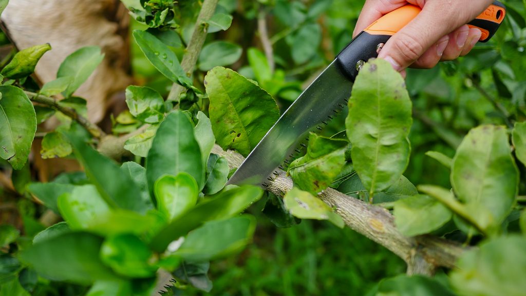 เลื่อยมือ